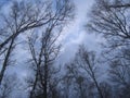 Birch trees against the cloudy sky. Bare tree branches. Dramatic sky. Looking up. Royalty Free Stock Photo