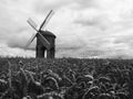 Panoramic Chesterton Wind Mill and Wheat Royalty Free Stock Photo