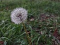 cloudy day. dandelion fluffy seeds of the dandelion.