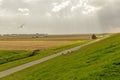 Cloudy day on a dutch meadow with flock of sheep, Pieterburen, H Royalty Free Stock Photo