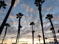 Cloudy day giant palm trees beautiful sunset