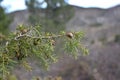 Juniper branch with hanging fruits. Cloudy day. Royalty Free Stock Photo