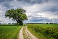 Cloudy Dutch Summer landscape in June near Delden Twente, Overijssel