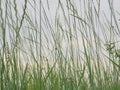 Cloudy evening sky through young green thin blades of grass, on which sit different insects Royalty Free Stock Photo