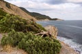 Evening summer seascape with mountains and a juniper tree in the foreground.