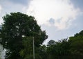 Cloudy EveningSky , Green Trees and Black Kites Royalty Free Stock Photo