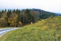 Cloudy forest and field road. Road sign triangular shape with exclamation mark.