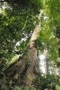 Cloudy rainforest high jungle Henri Pittier National Park Venezuela but