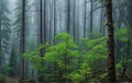 Cloudy illustration of foggy forest Royalty Free Stock Photo