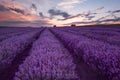 Cloudy landscape with lavender in the summer at the end of June. Contrasting colors, beautiful clouds, dramatic sky.