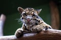 Cloudy leopard, big eyes of Big cat Royalty Free Stock Photo