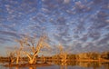 A cloudy sky at dawn looking away from the sunrise Royalty Free Stock Photo