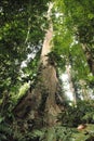 Cloudy rainforest high jungle Henri Pittier National Park Venezuela but