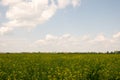 Cloudy field landacape