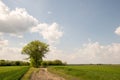 Cloudy road with trees