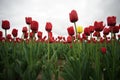 A yellow tulip grows among red tulips Royalty Free Stock Photo