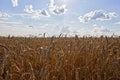 Cloudy skies overlook a sea of golden grains