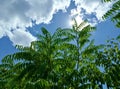 cloudy skies and tropical palm trees. Beautiful tropical trees against a blue sky with clouds. Royalty Free Stock Photo