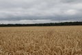 Cloudy sky. Agricultural field. Tree silhouettes. Golden wheat. Before the storm.