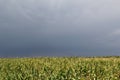Cloudy sky on the background of a corn field