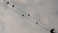 A cloudy sky background and electeic cables with birds Royalty Free Stock Photo