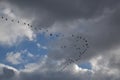 Cloudy sky with bird formation Royalty Free Stock Photo