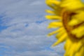 Cloudy sky with bleary sun flower Royalty Free Stock Photo