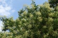 Cloudy sky and branches of blossoming Styphnolobium japonicum tree in August Royalty Free Stock Photo