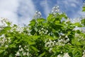 Cloudy sky and crown of blossoming catalpa in June Royalty Free Stock Photo