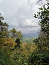 Cloudy sky and dense trees branches, grass and leaves foreground, view from rainforest mountain peak of Gunung Panti, Malaysia