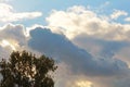 Cloudy sky with eucalyptus tree Royalty Free Stock Photo