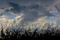 Cloudy sky in the evening light over silhouette of corn plants