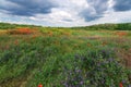 cloudy sky field of wild flowers