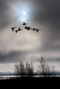 A flock of flying duck