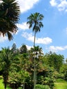 Cloudy sky with long dates tree