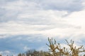 Cloudy sky over blossoming tree branches in spring landscape Royalty Free Stock Photo