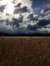 Cloudy sky over golden wheat field Royalty Free Stock Photo