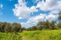 Cloudy sky over a green field in spring Royalty Free Stock Photo