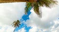 Cloudy sky over palm trees in Le Moule Royalty Free Stock Photo