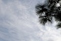 Cloudy sky with pine branches Royalty Free Stock Photo