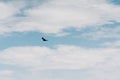 Cloudy sky and silhouette of one flying hawk.