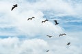 Cloudy sky and silhouettes of flying pelicans