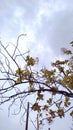 Cloudy Sky Teak Tree