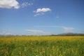 Cloudy Sky and village grass backrounds in early of winter season, peaceful situation, travel destination, uptown