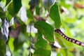 Cloudy Snail Eating Snake in Tree Branch