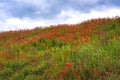 Cloudy spring day.Hilly area covered with blooming red poppies. Royalty Free Stock Photo