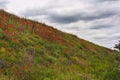 Cloudy spring day.Hilly area covered with blooming red poppies. Royalty Free Stock Photo