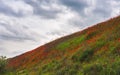 Cloudy spring day.Hilly area covered with blooming red poppies. Royalty Free Stock Photo