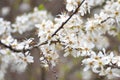 Cherry blossom branches. Cloudy spring day in La Rioja, Spain. Royalty Free Stock Photo