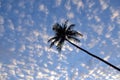 Cloudy sunset blue sky with palm tree by the sea Royalty Free Stock Photo